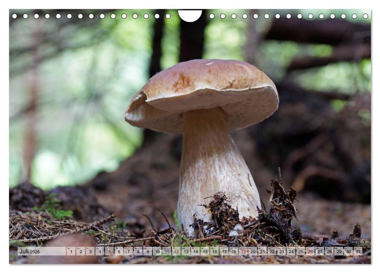 Produktbild: Waldpilz-Impressionen (Wandkalender 2026 DIN A4 quer), CALVENDO Monatskalender