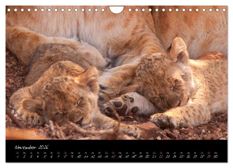 Produktbild: Wilde L&ouml;wen (Wandkalender 2026 DIN A4 quer), CALVENDO Monatskalender