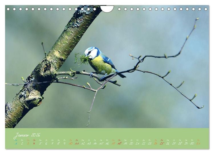 Produktbild: Die Blaumeise, Gast in unserem Garten (Wandkalender 2026 DIN A4 quer), CALVENDO Monatskalender