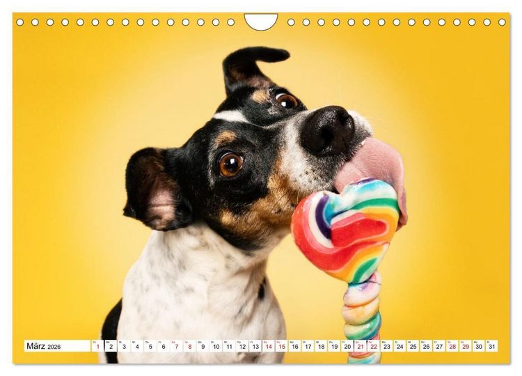 Produktbild: Hunde im Naschparadies (Wandkalender 2026 DIN A4 quer), CALVENDO Monatskalender