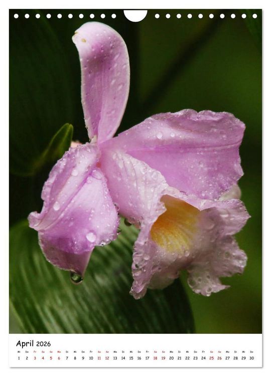 Produktbild: Costa Rica - Fauna & Flora (Wandkalender 2026 DIN A4 hoch), CALVENDO Monatskalender