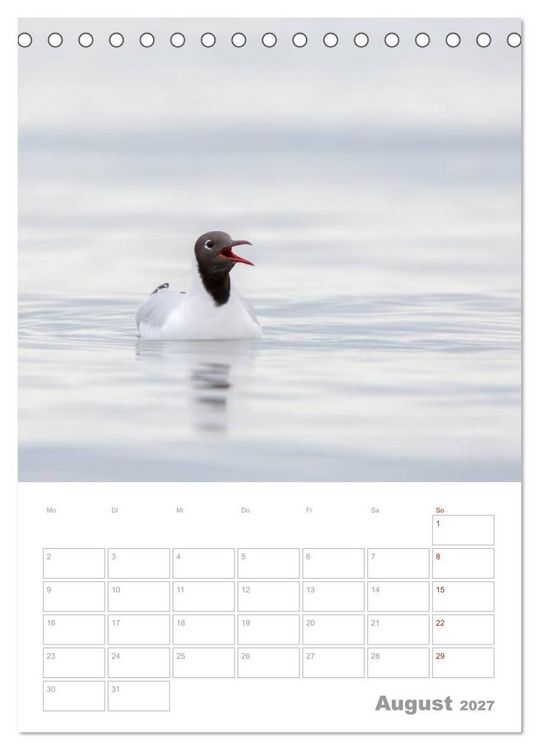 Produktbild: M&ouml;wen - die V&ouml;gel der K&uuml;ste (Tischkalender 2027 DIN A5 hoch), CALVENDO Monatskalender