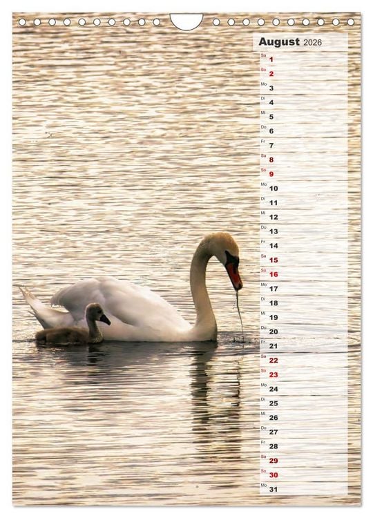 Produktbild: Stolze Schw&auml;ne (Wandkalender 2026 DIN A4 hoch), CALVENDO Monatskalender