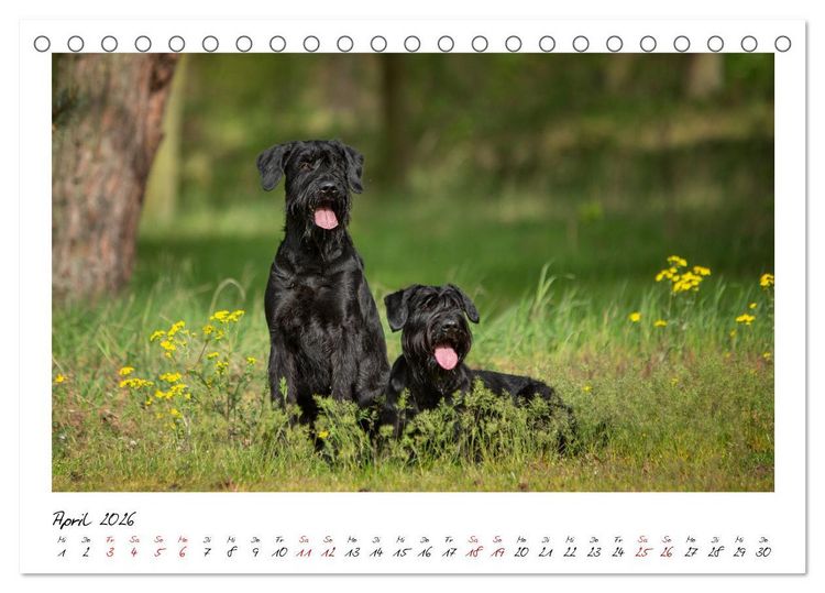 Produktbild: Mit dem Riesenschnauzer durch das Jahr (Tischkalender 2026 DIN A5 quer), CALVENDO Monatskalender