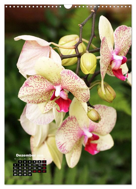 Produktbild: Kleine Orchideensch&auml;tze (Wandkalender 2026 DIN A3 hoch), CALVENDO Monatskalender