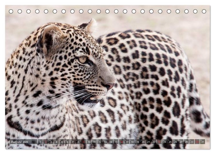 Produktbild: Raubkatzen Afrikas (Tischkalender 2026 DIN A5 quer), CALVENDO Monatskalender