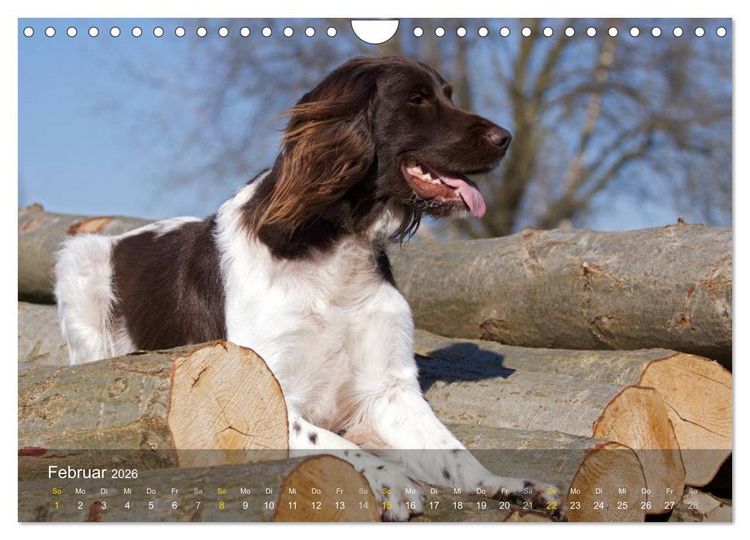 Produktbild: Kleiner M&uuml;nsterl&auml;nder Vorstehhund (Wandkalender 2026 DIN A4 quer), CALVENDO Monatskalender