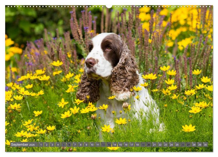 Produktbild: English Cocker Spaniels - Ein Spaziergang im Park (hochwertiger Premium Wandkalender 2026 DIN A2 quer), Kunstdruck in Hochglanz