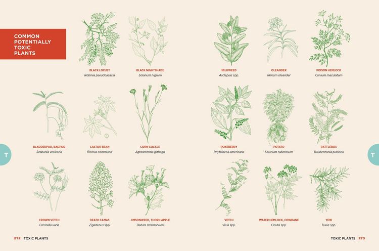 Produktbild: The Chicken Encyclopedia