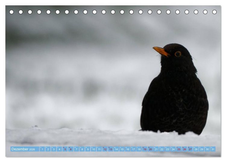 Produktbild: Amsel - Schwarzdrossel fotografiert von Ostfriesenfotografie (Tischkalender 2026 DIN A5 quer), CALVENDO Monatskalender