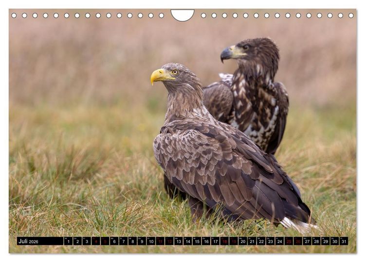 Produktbild: Seeadler in Polen (Wandkalender 2026 DIN A4 quer), CALVENDO Monatskalender