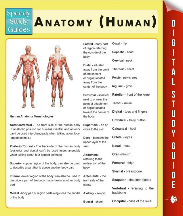 Produktbild: Anatomy (Human) (Speedy Study Guides)