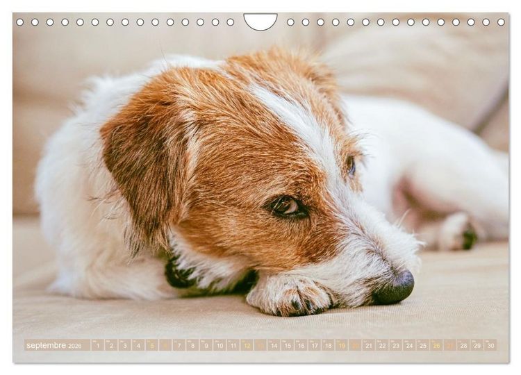 Produktbild: Jack Russell Terrier : vif et joueur (Calendrier mural 2026 DIN A4 vertical), CALVENDO calendrier mensuel