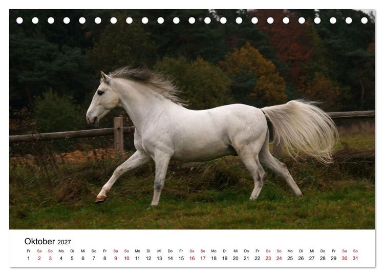 Produktbild: PFERDE - Zwischen Himmel, Erde und Hufschlag (Tischkalender 2027 DIN A5 quer), CALVENDO Monatskalender