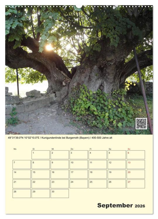 Produktbild: Uralt - Mit QR-Code und GPS zu alten B&auml;umen (hochwertiger Premium Wandkalender 2026 DIN A2 hoch), Kunstdruck in Hochglanz