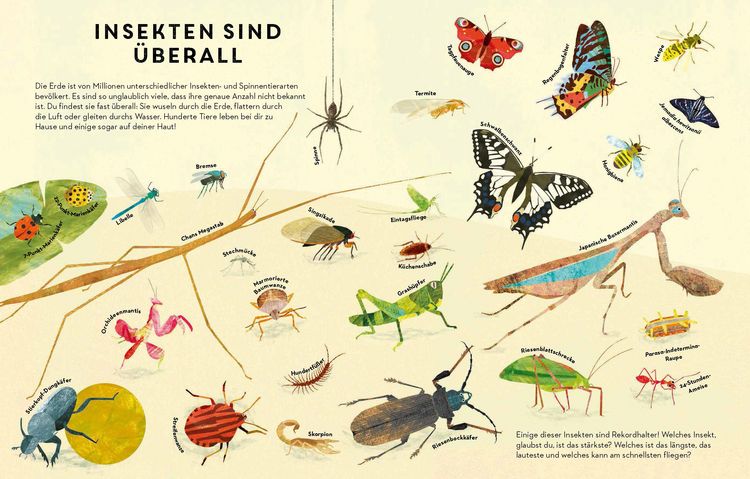 Produktbild: Sechs Beine oder mehr &ndash; Die Wunderwelt der Insekten und Spinnen