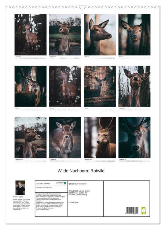 Produktbild: Wilde Nachbarn: Rotwild (Wandkalender 2026 DIN A2 hoch), CALVENDO Monatskalender