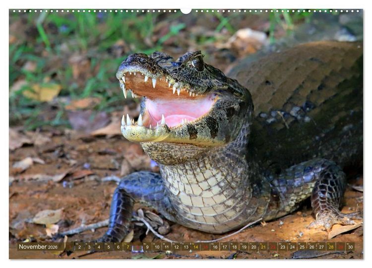 Produktbild: Krokodile in der Wildnis (hochwertiger Premium Wandkalender 2026 DIN A2 quer), Kunstdruck in Hochglanz