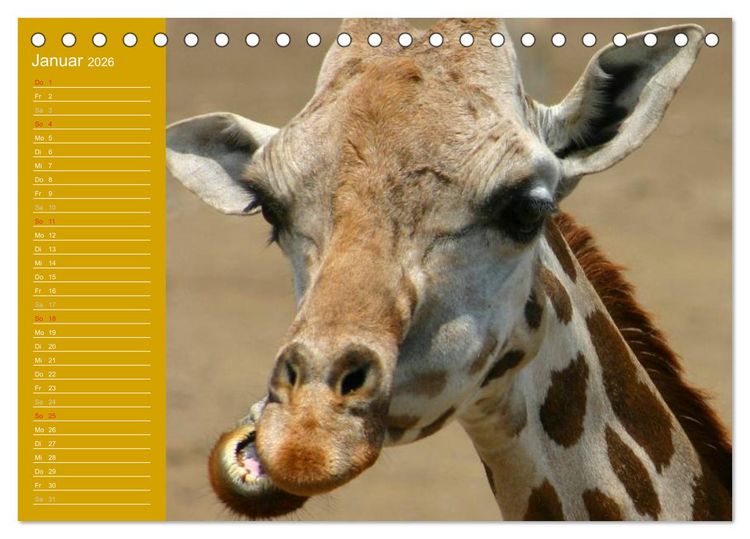 Produktbild: Giraffen / Geburtstagskalender (Tischkalender 2026 DIN A5 quer), CALVENDO Monatskalender