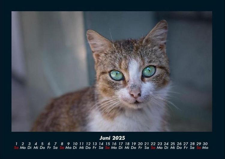 Produktbild: F&uuml;r Katzenfreunde 2025 Fotokalender DIN A4