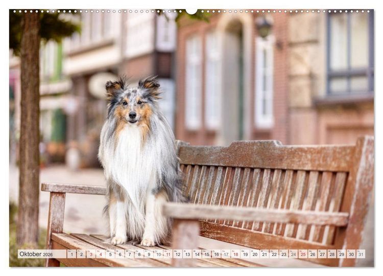 Produktbild: Hamburger Hafencity - Unterwegs mit den Shelties Finn und Louis (Wandkalender 2026 DIN A2 quer), CALVENDO Monatskalender