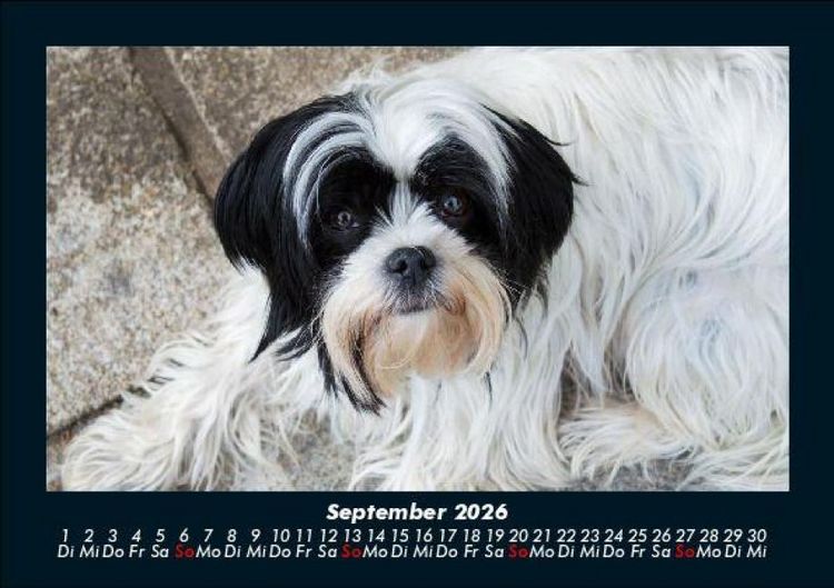 Produktbild: Der Hundekalender 2026 Fotokalender DIN A5