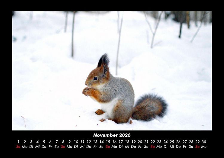 Produktbild: Waldbewohner 2026 Fotokalender DIN A3