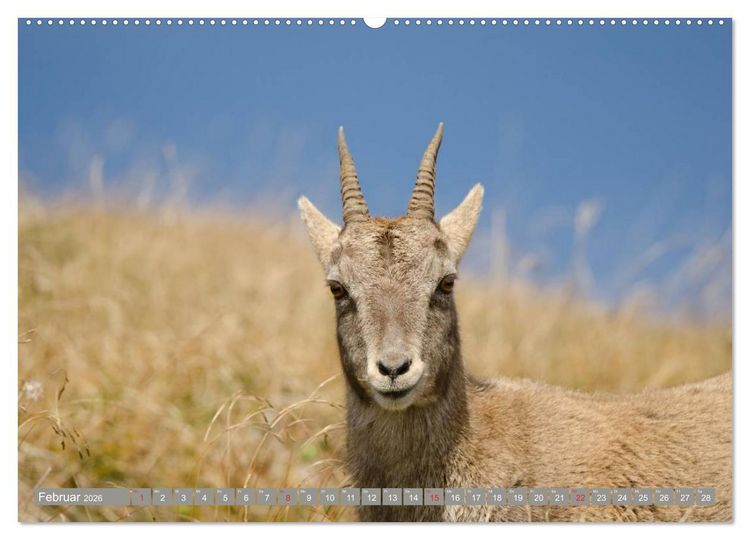 Produktbild: Steinwild am Pilatus (hochwertiger Premium Wandkalender 2026 DIN A2 quer), Kunstdruck in Hochglanz
