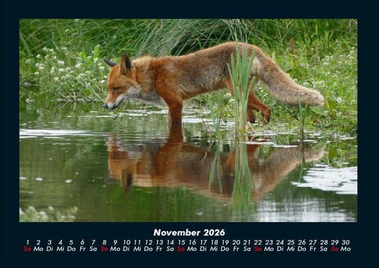 Produktbild: Waldbewohner 2026 Fotokalender DIN A4