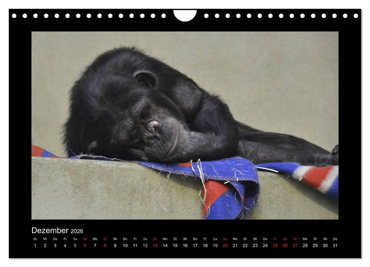 Produktbild: Bitte nicht st&ouml;ren... hier tr&auml;umen Tiere (Wandkalender 2026 DIN A4 quer), CALVENDO Monatskalender