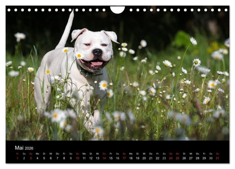 Produktbild: American Bulldog - alles Andere ist nur ein Hund (Wandkalender 2026 DIN A4 quer), CALVENDO Monatskalender