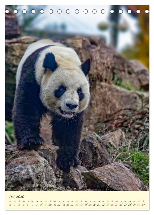 Produktbild: Riesenpanda (Tischkalender 2026 DIN A5 hoch), CALVENDO Monatskalender