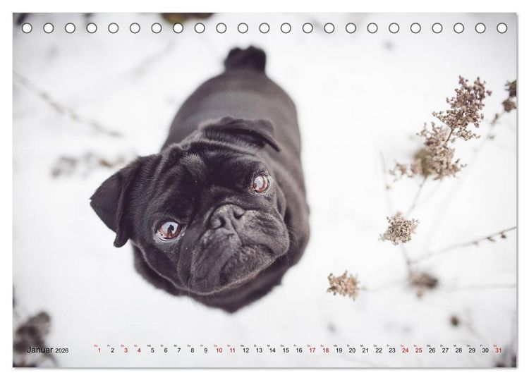 Produktbild: Diesels Welt (Tischkalender 2026 DIN A5 quer), CALVENDO Monatskalender