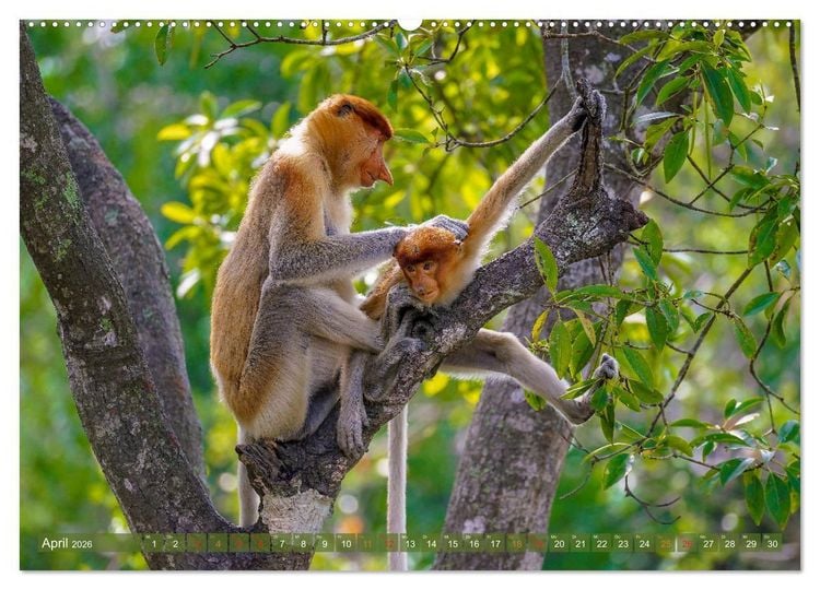 Produktbild: Nasenaffen von Borneo (hochwertiger Premium Wandkalender 2026 DIN A2 quer), Kunstdruck in Hochglanz