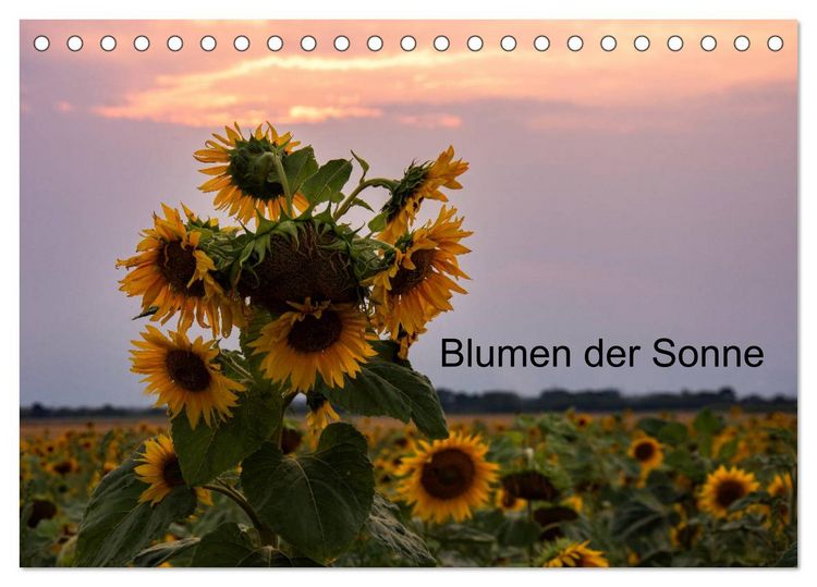 Produktbild: Blumen der Sonne (Tischkalender 2026 DIN A5 quer), CALVENDO Monatskalender