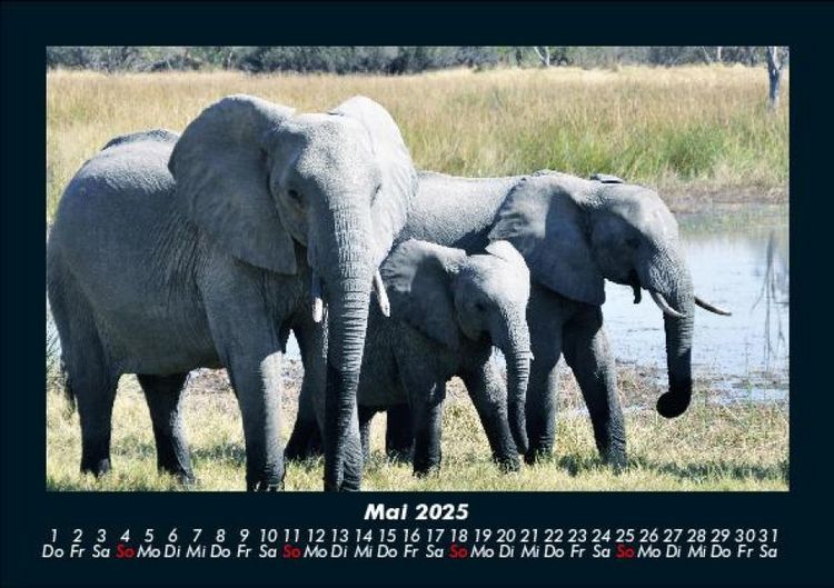 Produktbild: Der Elefantenkalender 2025 Fotokalender DIN A5