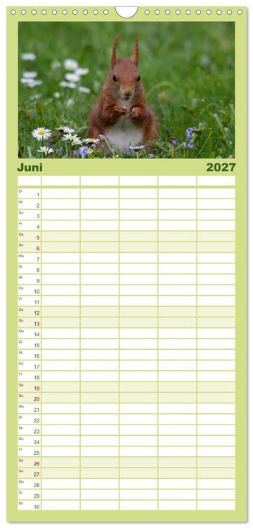 Produktbild: Familienplaner 2027 - Mit dem Eichh&ouml;rnchen durchs Jahr mit 5 Spalten (Wandkalender, 21 x 45 cm) CALVENDO