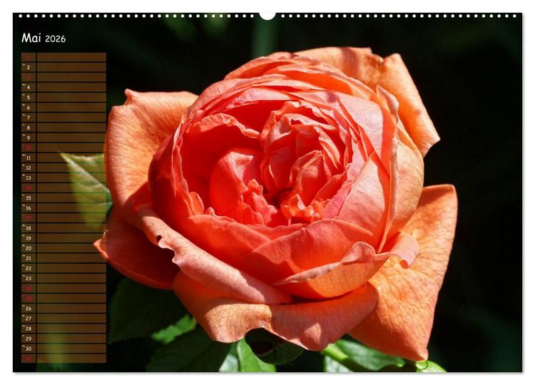 Produktbild: Lass Rosen sprechen (Wandkalender 2026 DIN A2 quer), CALVENDO Monatskalender