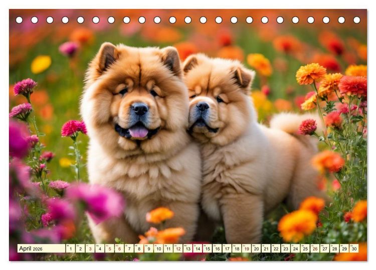 Produktbild: Chow Chow - der L&ouml;wenkopfhund (Tischkalender 2026 DIN A5 quer), CALVENDO Monatskalender
