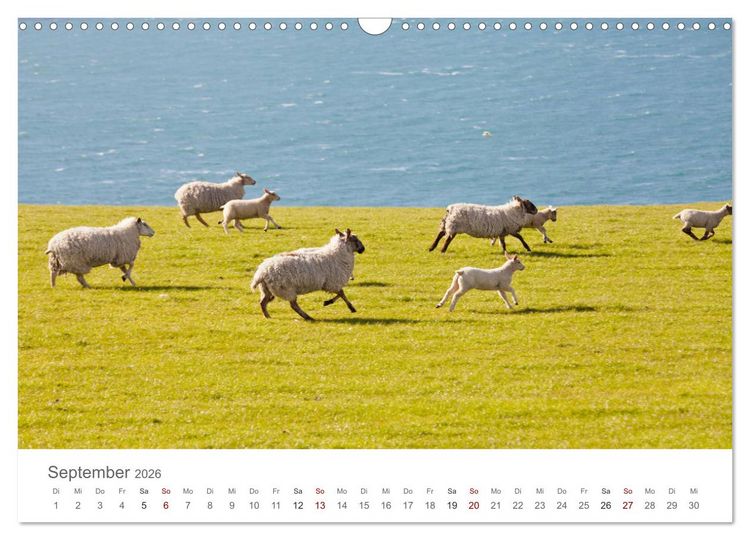 Produktbild: Schafe - Weich und wollig (Wandkalender 2026 DIN A3 quer), CALVENDO Monatskalender