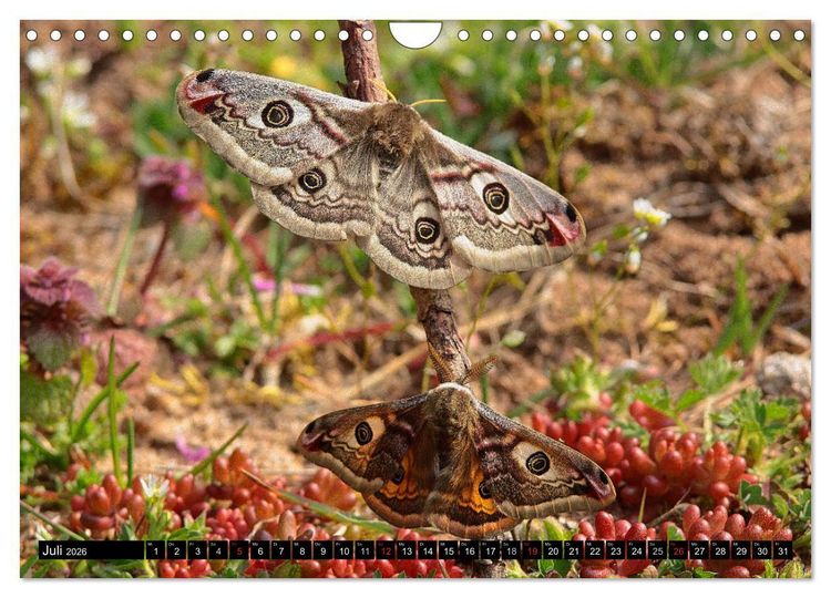 Produktbild: Seltene Schmetterlinge in Deutschland (Wandkalender 2026 DIN A4 quer), CALVENDO Monatskalender