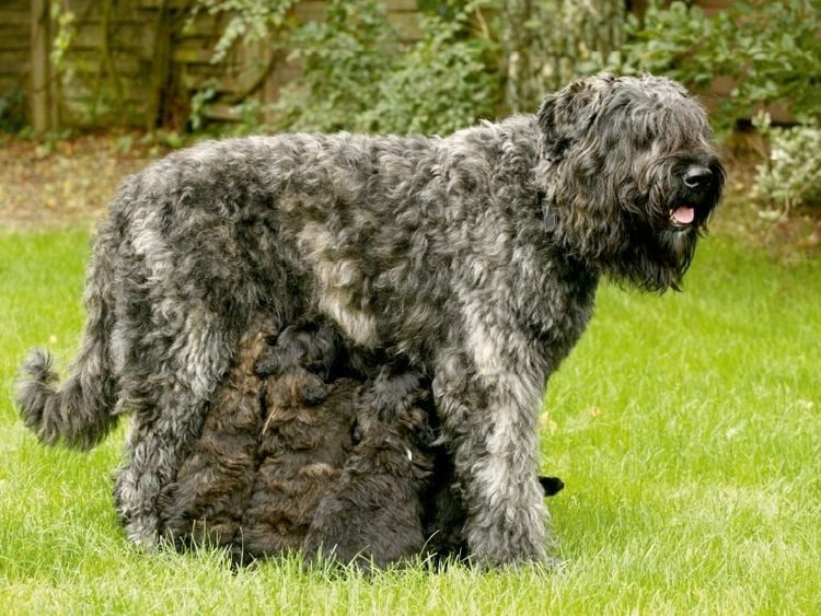 Produktbild: CALVENDO Puzzle Ein Motiv aus dem Kalender Bouvier des Flandres | 1000 Teile Lege-Gr&ouml;&szlig;e 64x48cm Foto-Puzzle f&uuml;r gl&uuml;ckliche Stunden