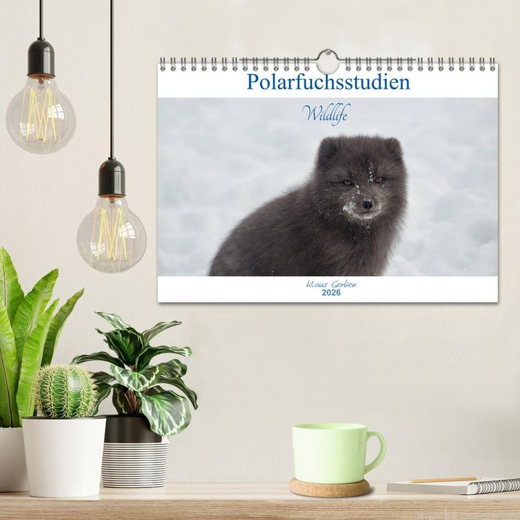 Produktbild: Polarfuchsstudien Wildlife (Wandkalender 2026 DIN A4 quer), CALVENDO Monatskalender