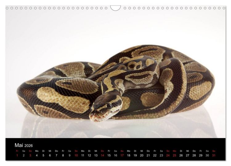 Produktbild: Reptilien & Co. (Wandkalender 2026 DIN A3 quer), CALVENDO Monatskalender