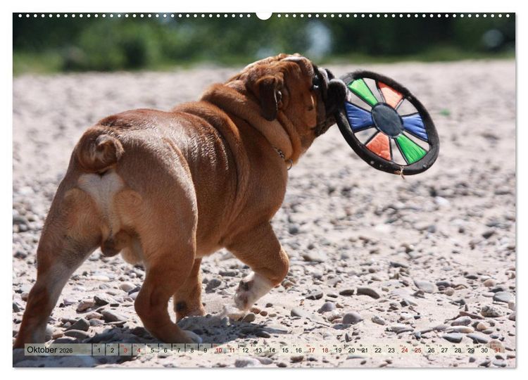 Produktbild: Bulldoggen - Englische und Franz&ouml;sische Bulldoggen (hochwertiger Premium Wandkalender 2026 DIN A2 quer), Kunstdruck in Hochglanz