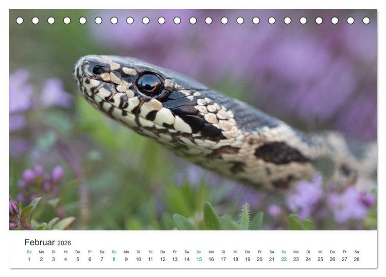Produktbild: Schlangen - Portraits europ&auml;ischer Arten (Tischkalender 2026 DIN A5 quer), CALVENDO Monatskalender