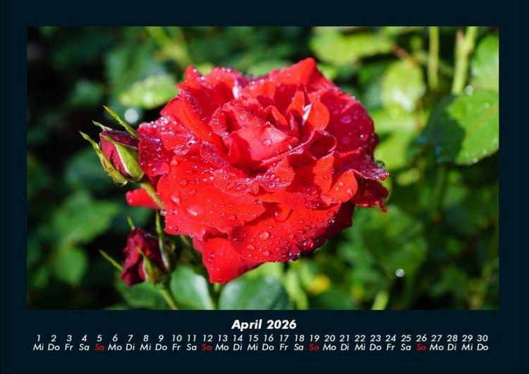 Produktbild: Natur 2026 Fotokalender DIN A4