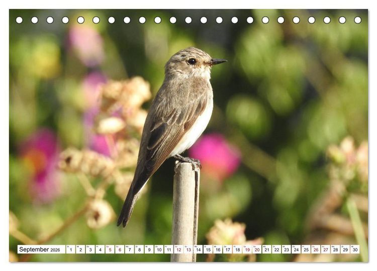 Produktbild: Vogelkalender (Tischkalender 2026 DIN A5 quer), CALVENDO Monatskalender