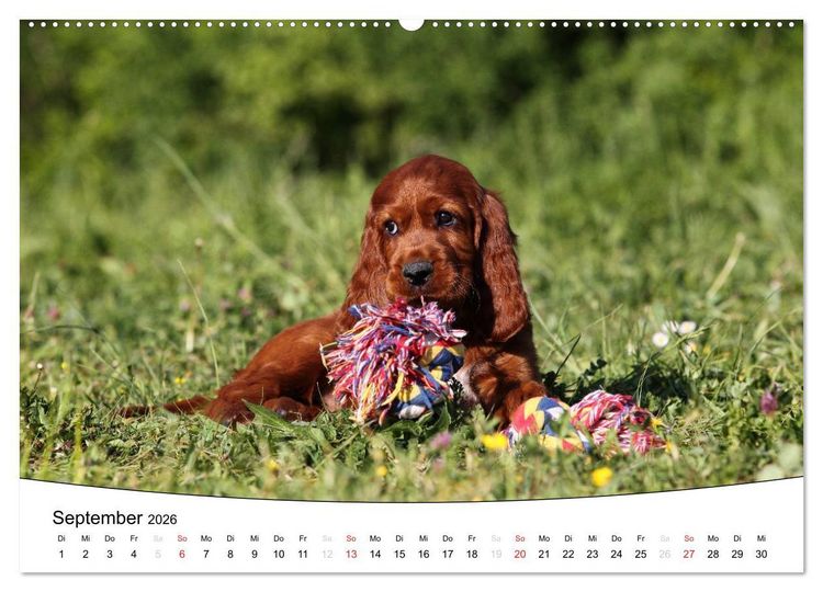Produktbild: Welpen - Puppies (Wandkalender 2026 DIN A2 quer), CALVENDO Monatskalender