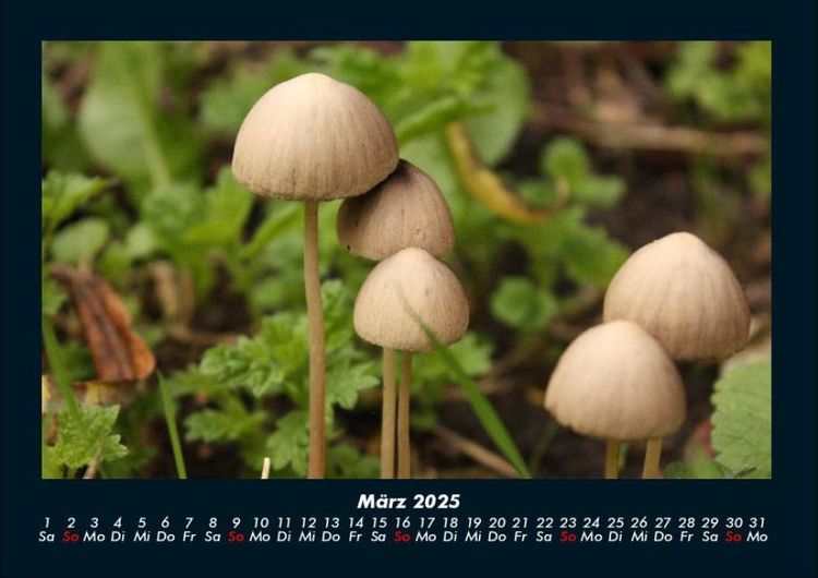 Produktbild: Pilzkalender 2025 Fotokalender DIN A4